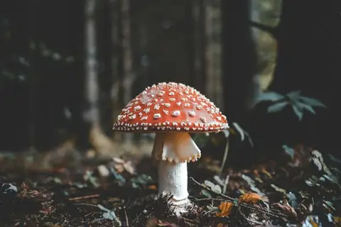 Should NHS Use Magic Mushrooms to Treat Mental Health?